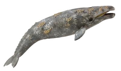 Collecta Animaux marins (XL): BALEINE GRISE 22.8x5.5cm