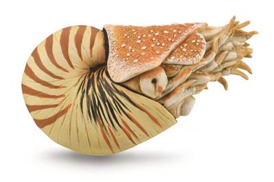 Collecta Préhistoire (XL): NAUTILUS POMPILIUS 10x6.5cm