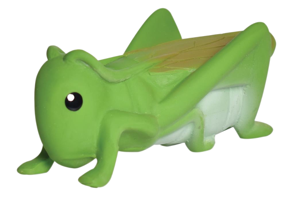 My first grasshopper insect