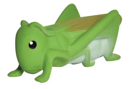 My first grasshopper insect