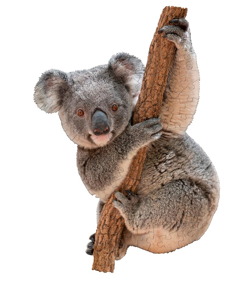 Koala Puzzle