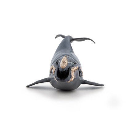 Figurine Baleine franche