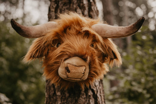 Nicolas the Highland Cow : décoration murale - Wild & Soft